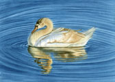 Swan with reflections